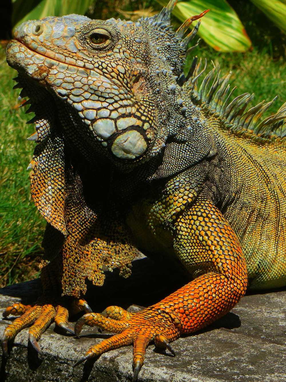 Male Iguana showing off