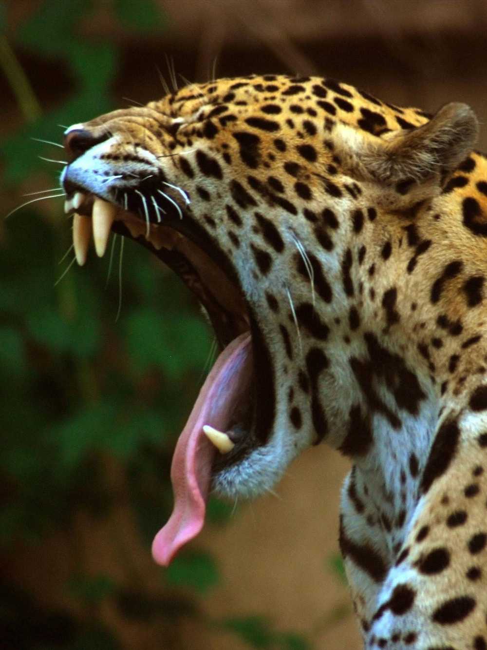 Jaguar in the Amazon