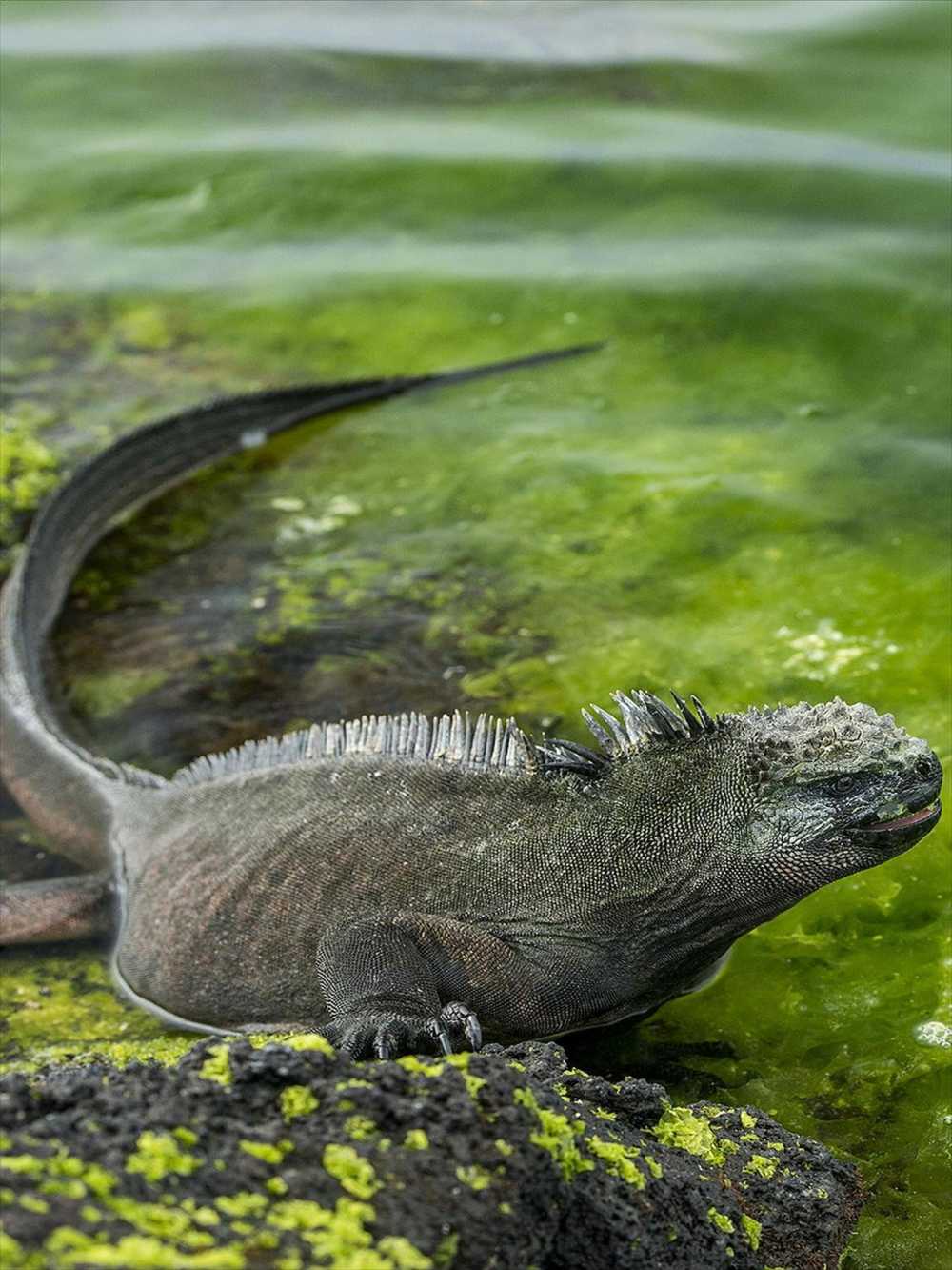 Marine Iguana