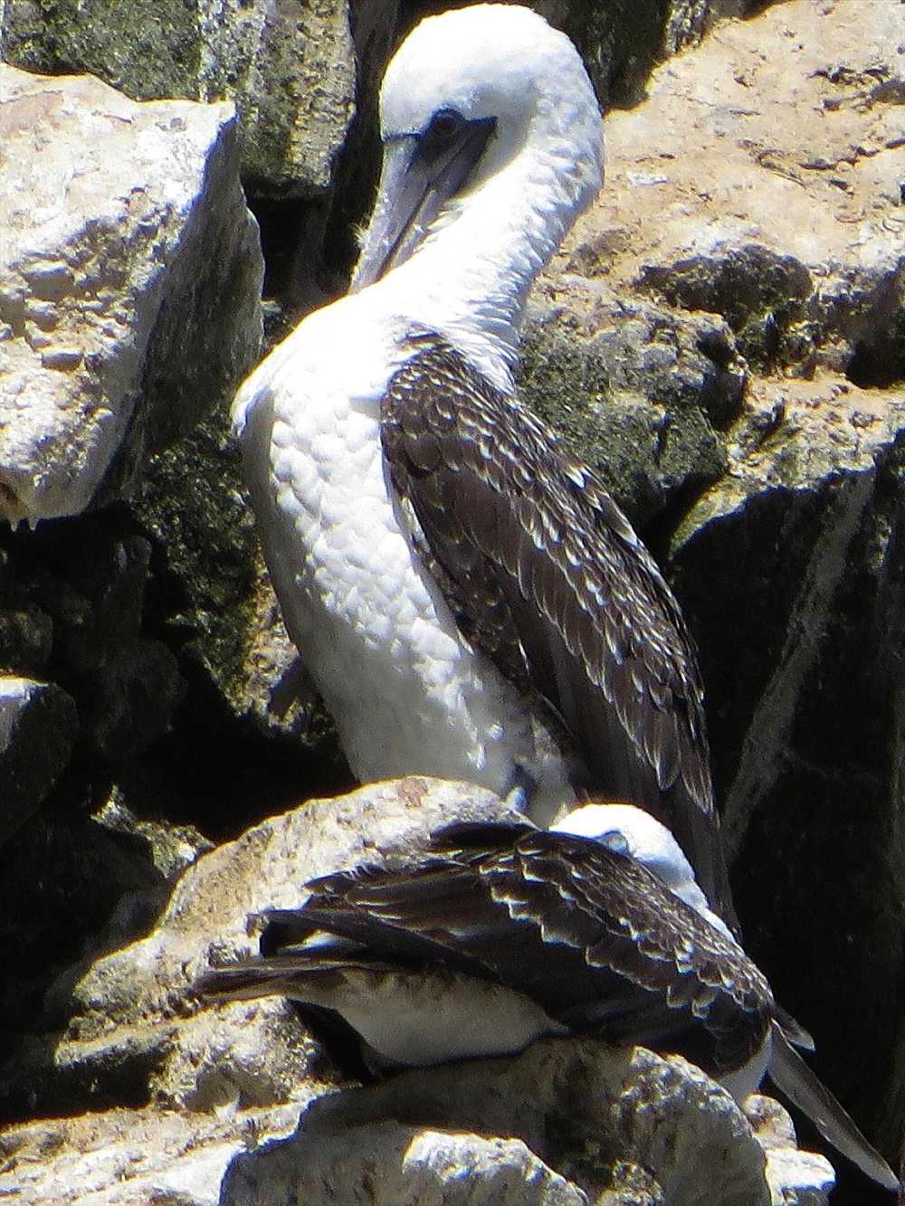 Peruvian Booby in Galapagos