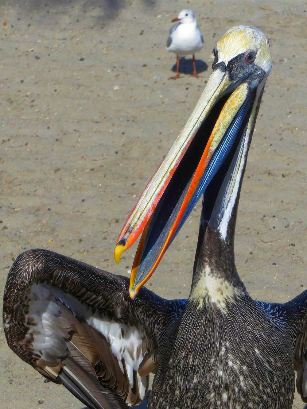Brown Pelican at Machalilla National Park