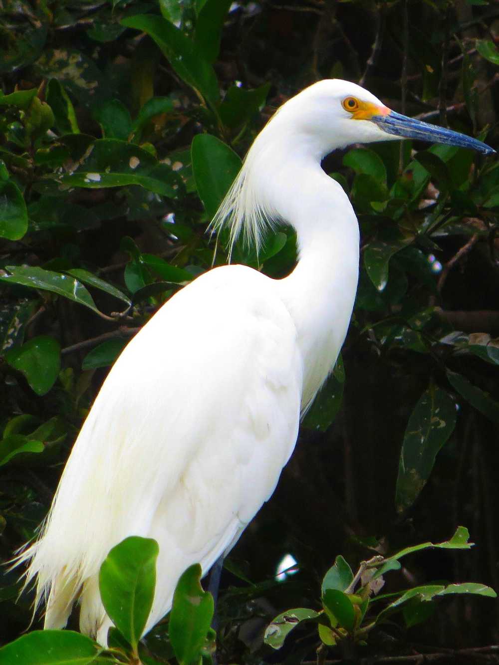 Snowy Egret at Churute Mangrove Reserve