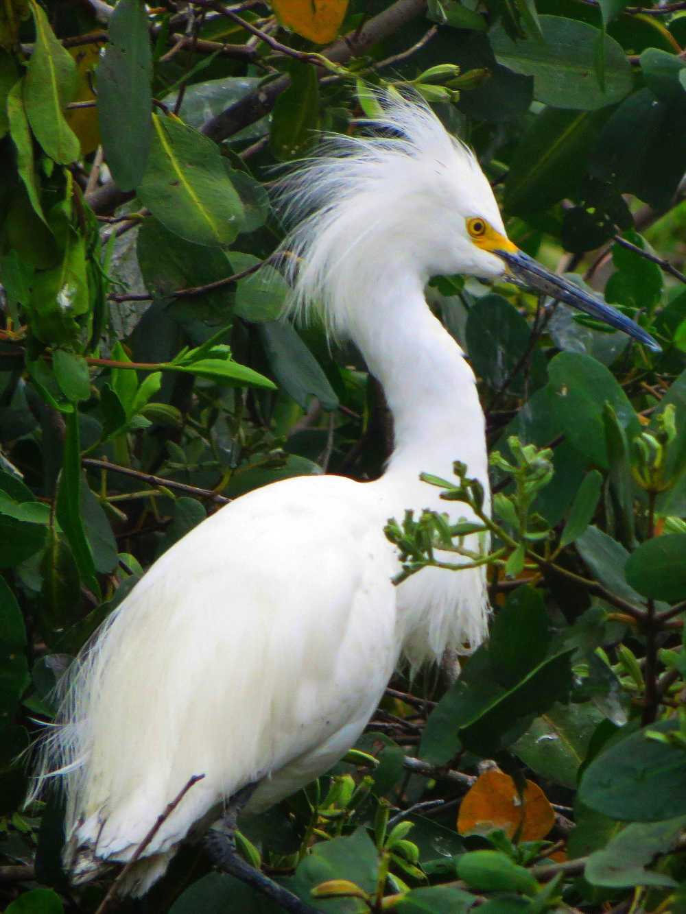 Snowy Egret Showing off