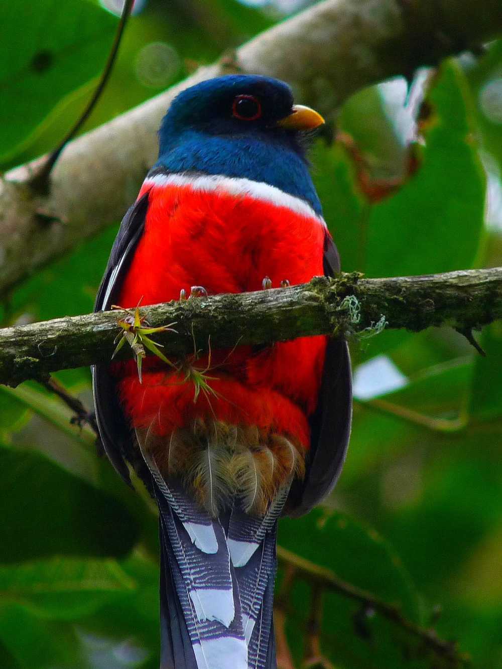 Trogon along River Napo