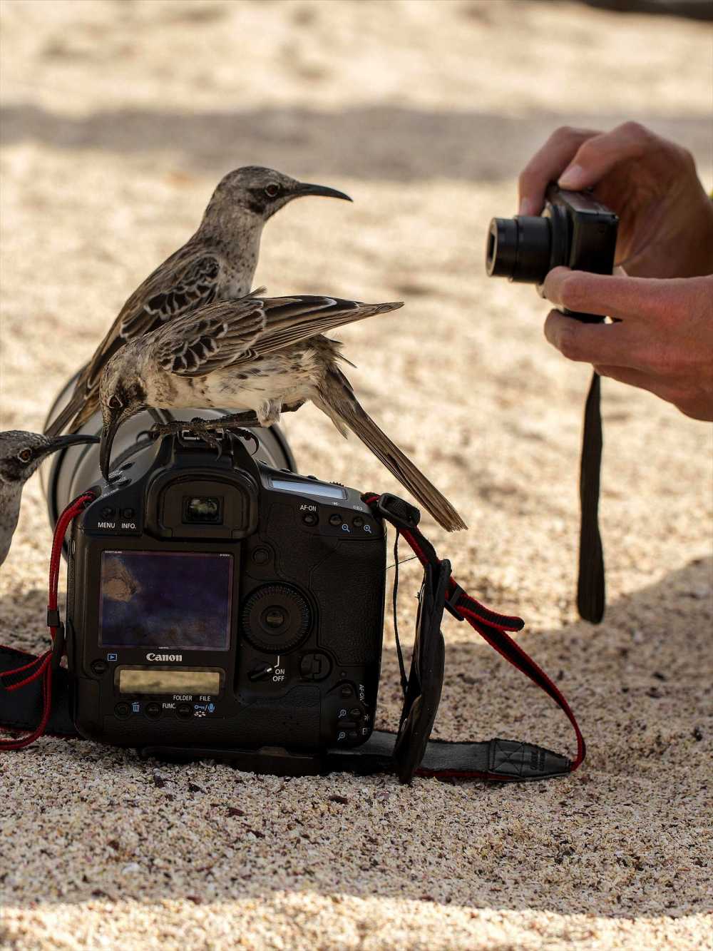 Galapagos Mocking Birds inspecting a camera
