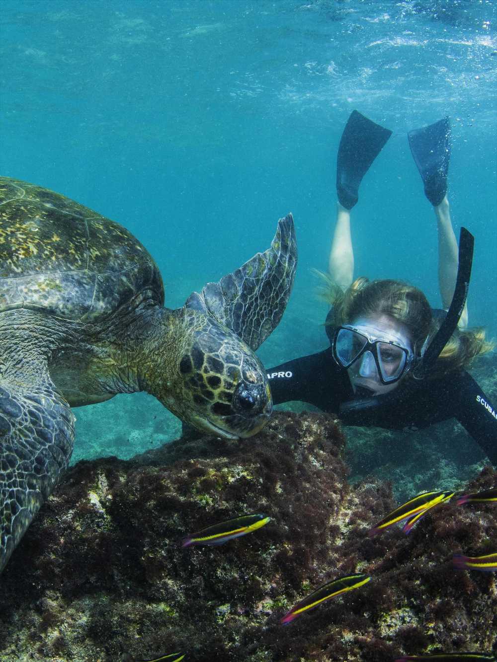 Visitor snorkling with a Green Turtle
