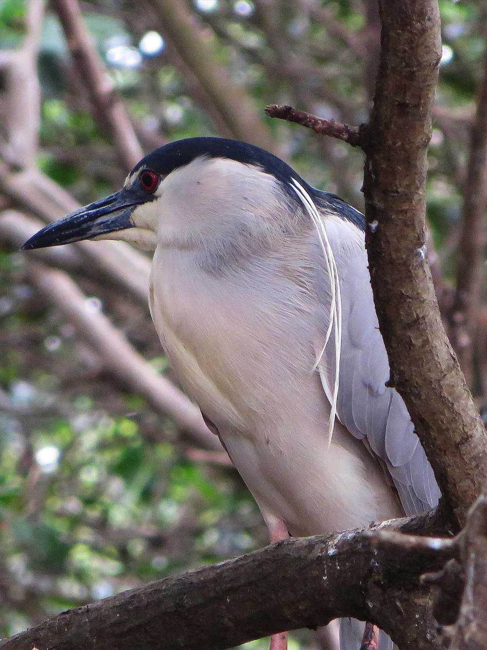 Black-crowned Night-heron at Churute Mangrove Reserve