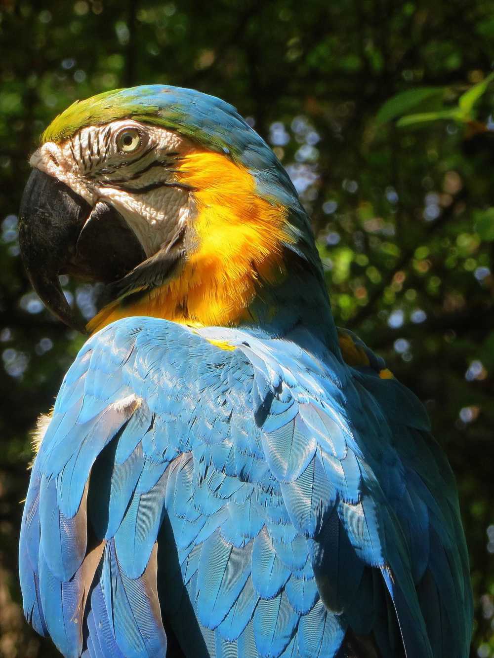 Blue an Yellow Macaw at Cuyabeno Lake