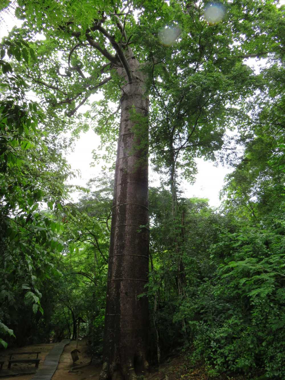 Giant tree in Puyango Petrified Forest Reserve