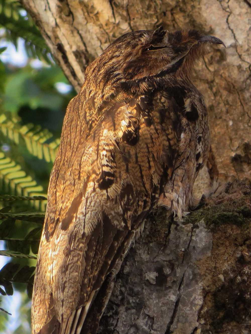 Common Potoo at Lake Cuyabeno