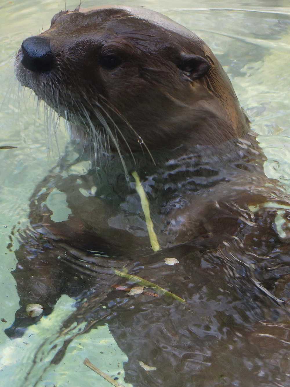 Giant Otter at the Zabalo River