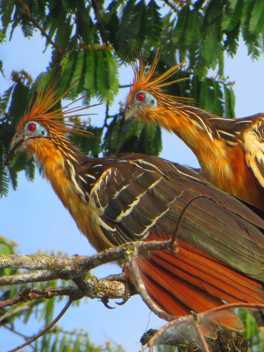 Hoatzin pair building their nest