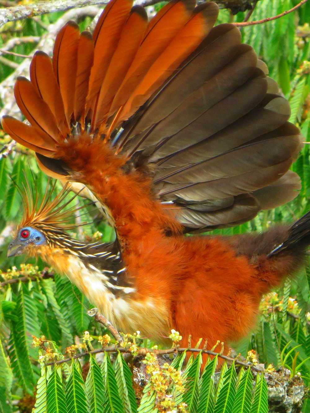 Hoatzin in a Macrolobium swamp