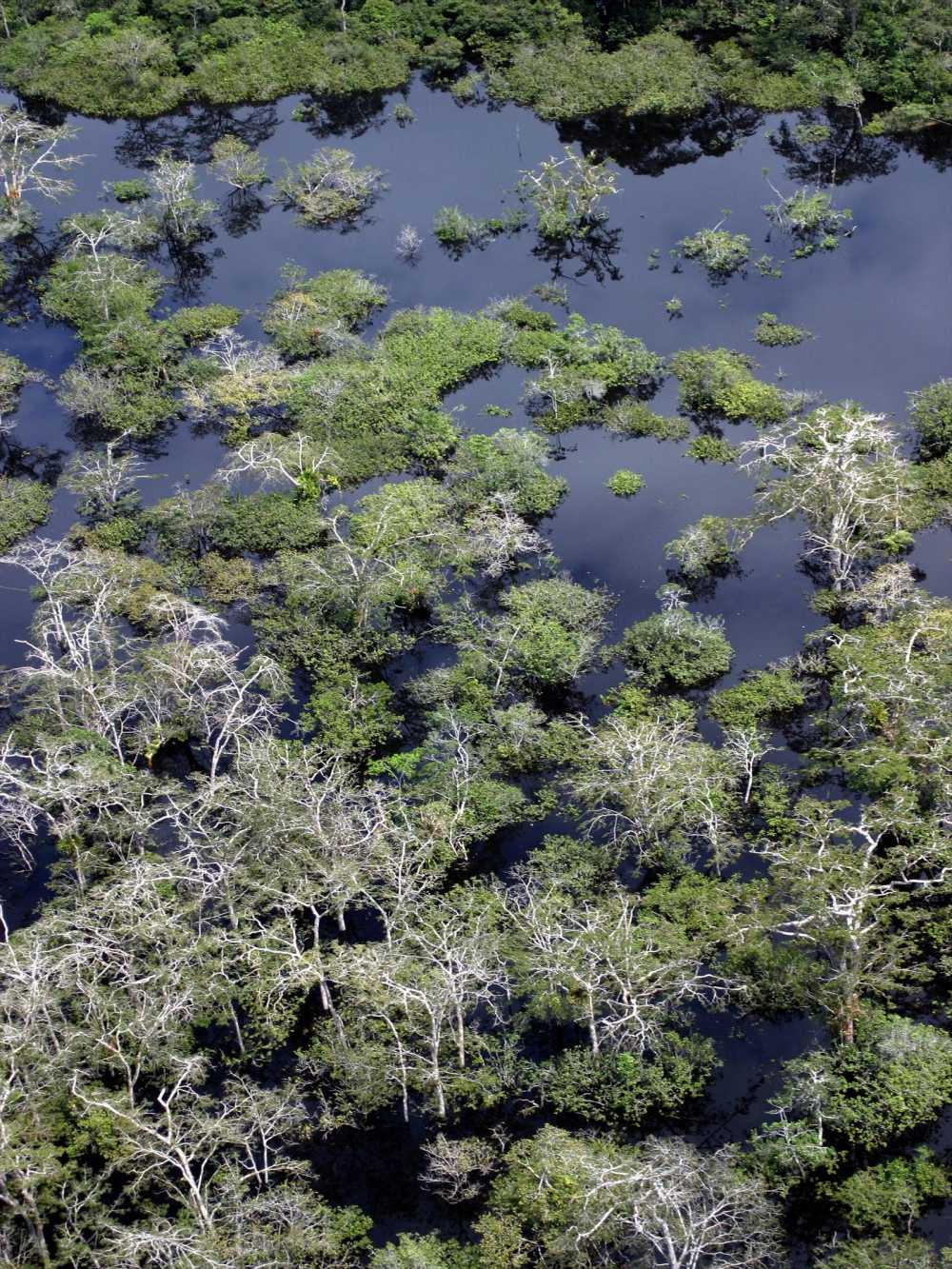 Macrolobium Swamp at Lagarto Cocha