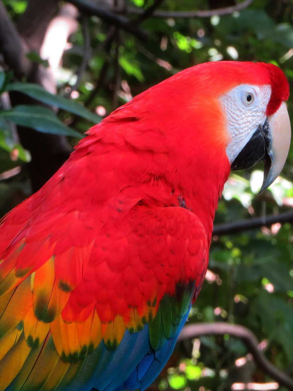 Red and Yellow Macaw at the Napo Wildlife Center