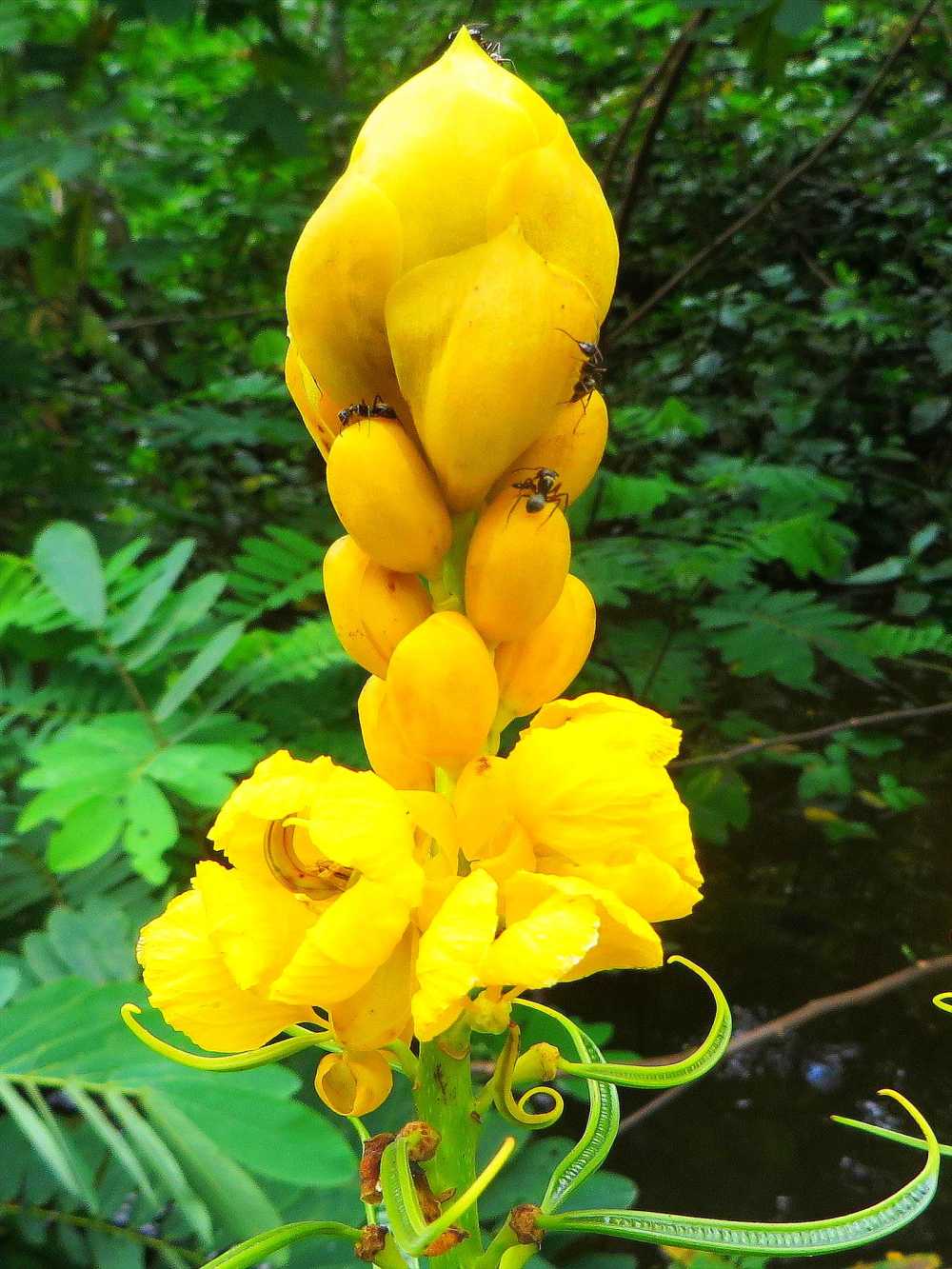 Yellow Candle Bush in Cuyabeno