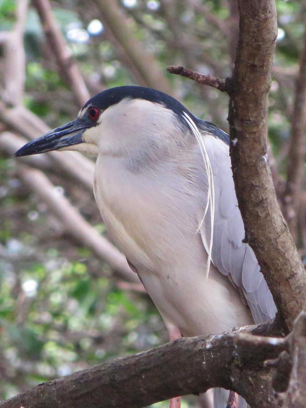 Black-crowned Night-heron at Churute Mangrove Reserve