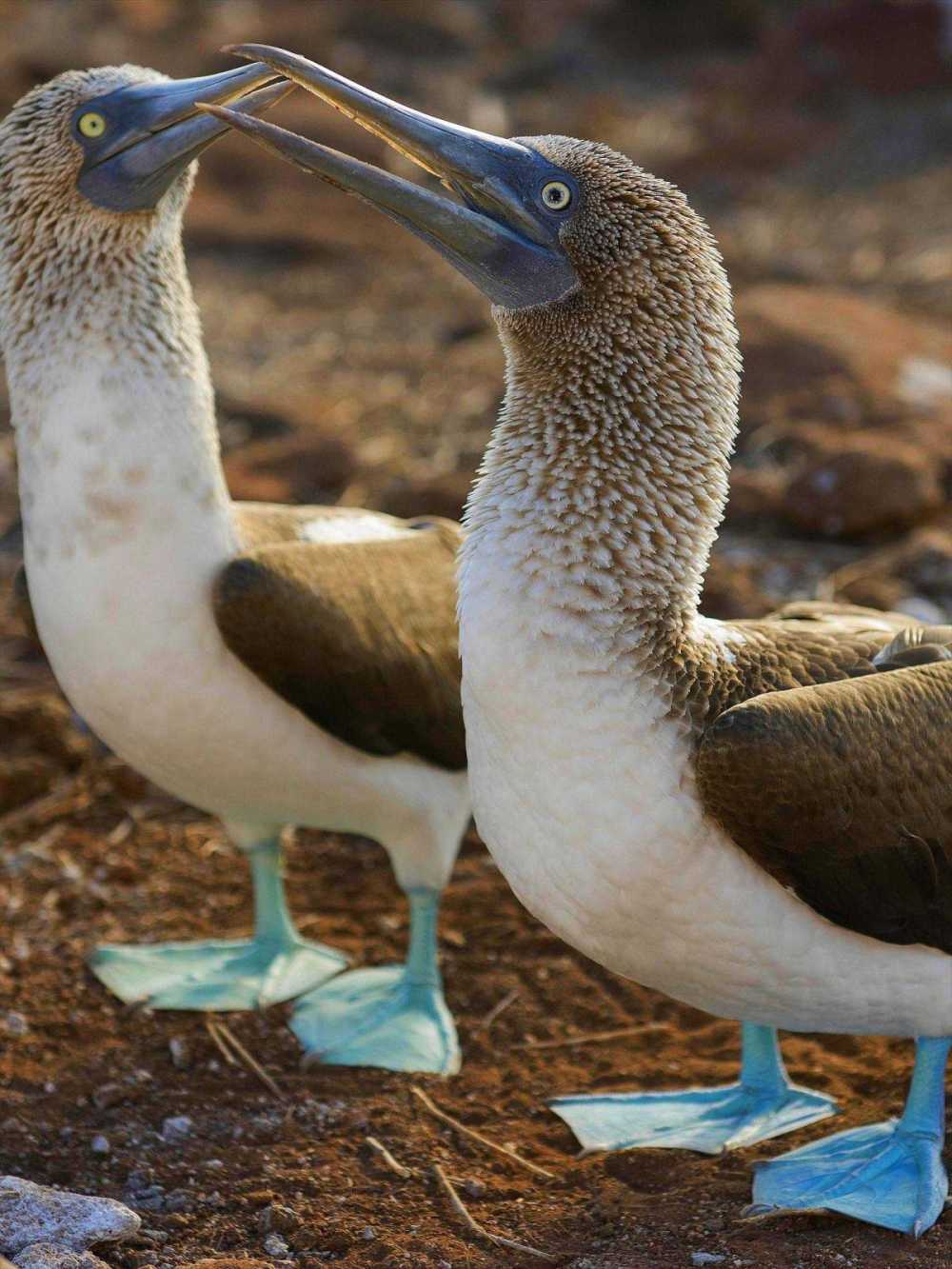 Blue-footed Boobies courting