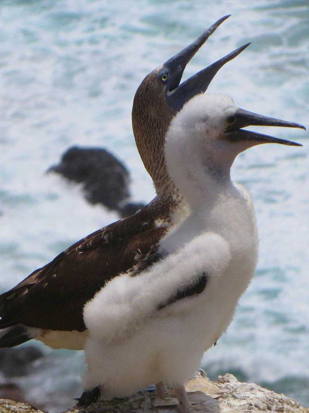 Blue-footed Booby with chick