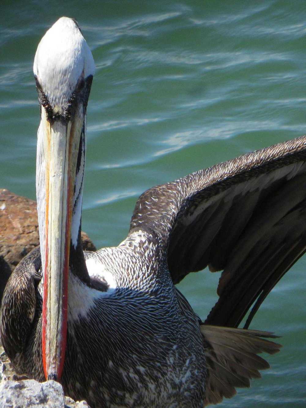 Brown Pelican at Isla Plata