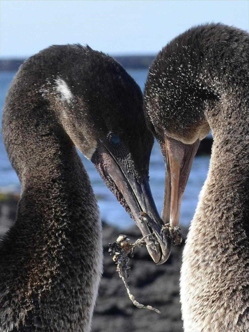 Flightless Cormorants courting