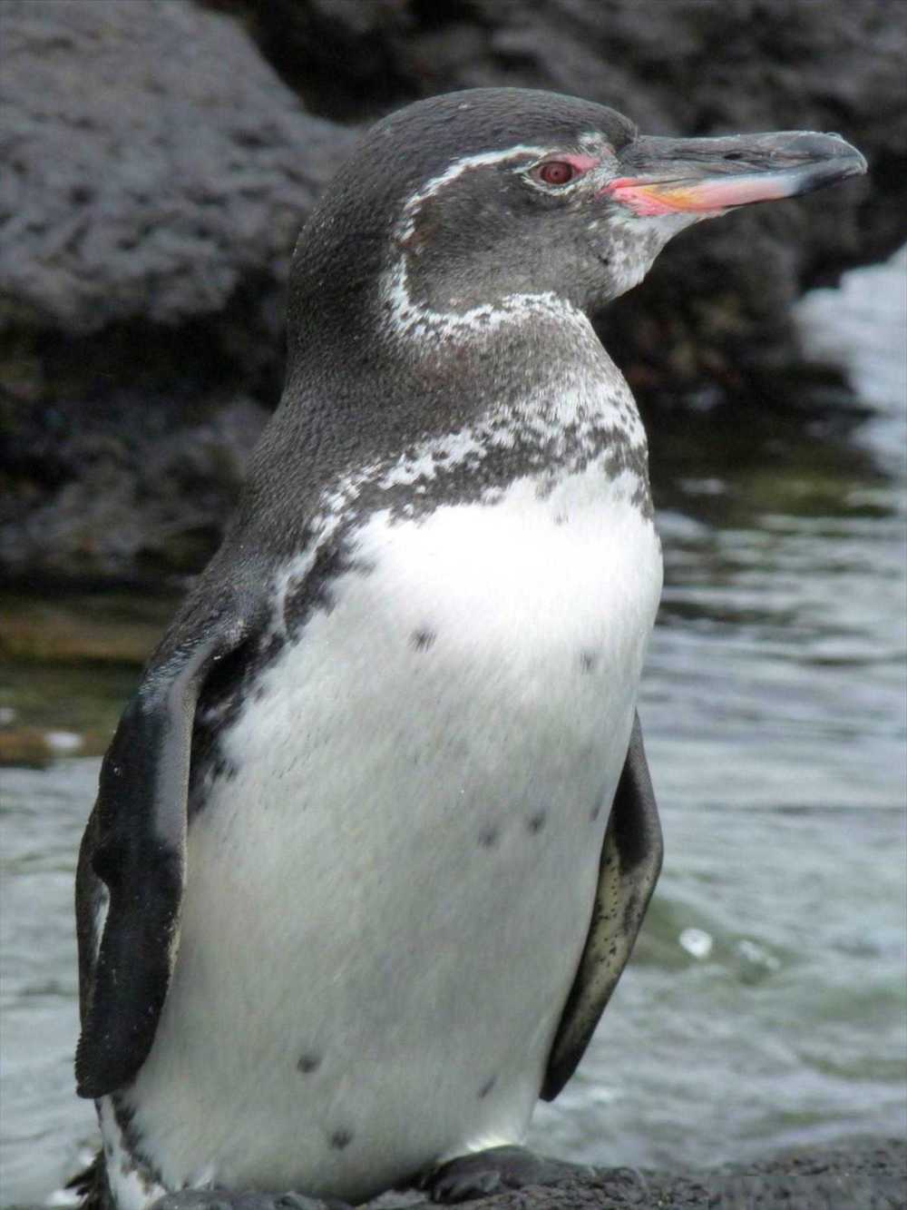 The Galapagos Penguins are the only tropical penguin