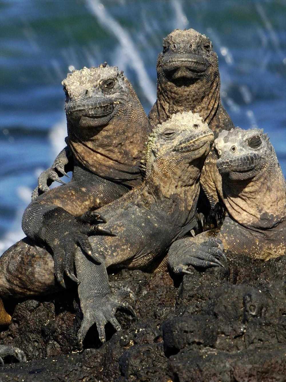Galapagos Marine Iguanas on a lava rock