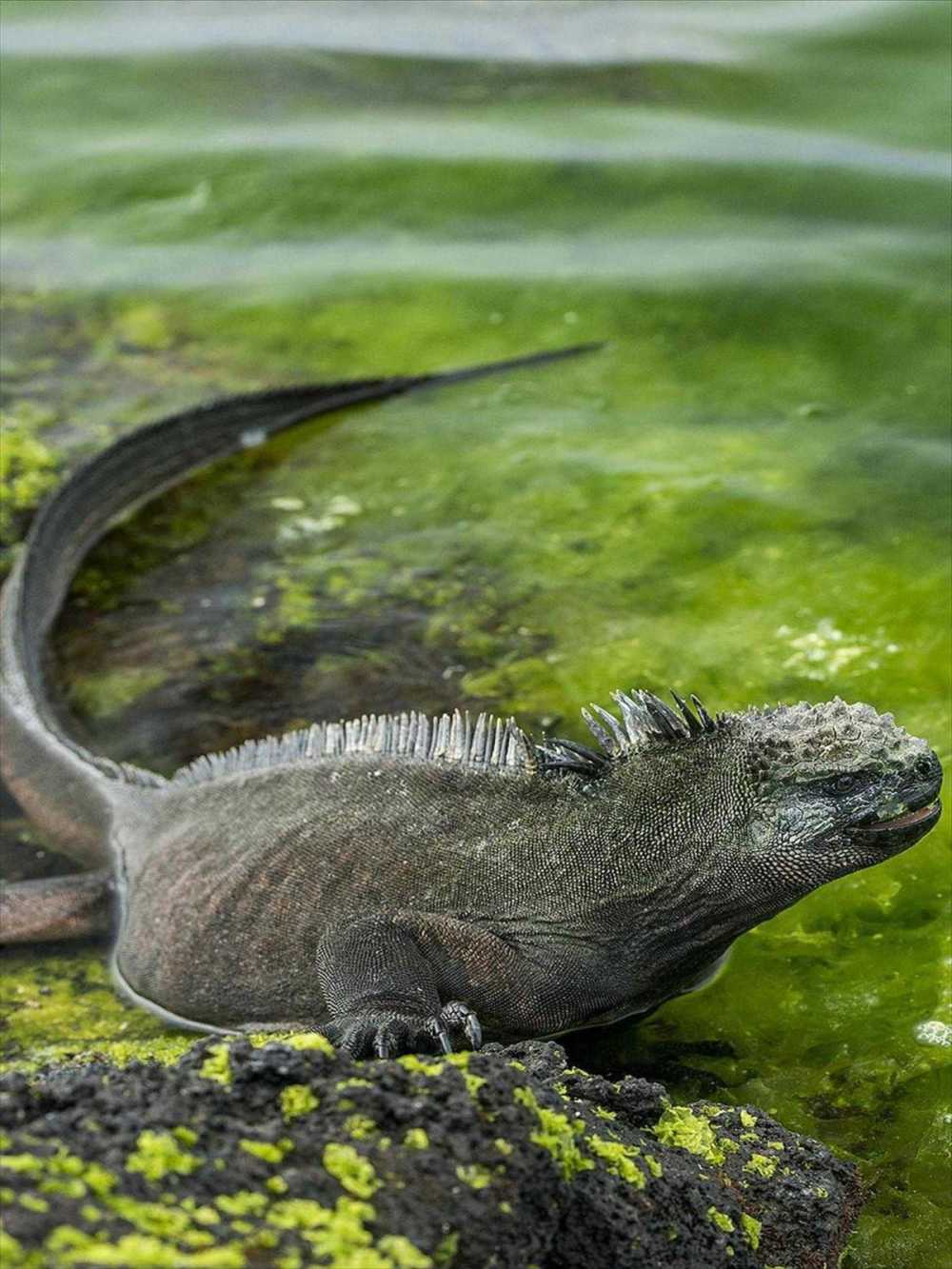 Marine Iguana eating sea-weed