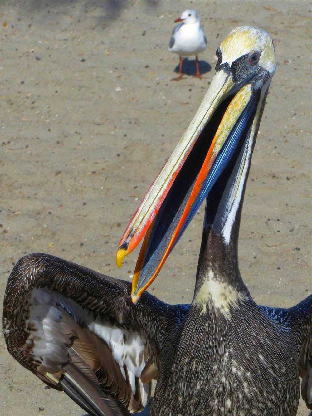 Brown Pelican at Machalilla National Park