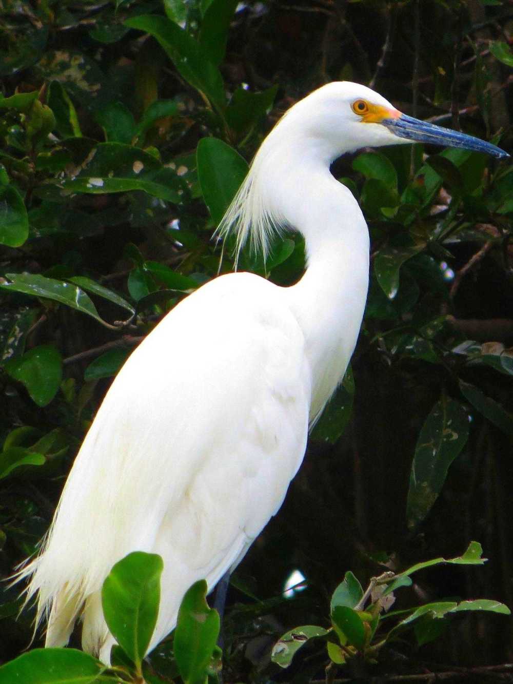 Snowy Egret at Churute Mangrove Reserve