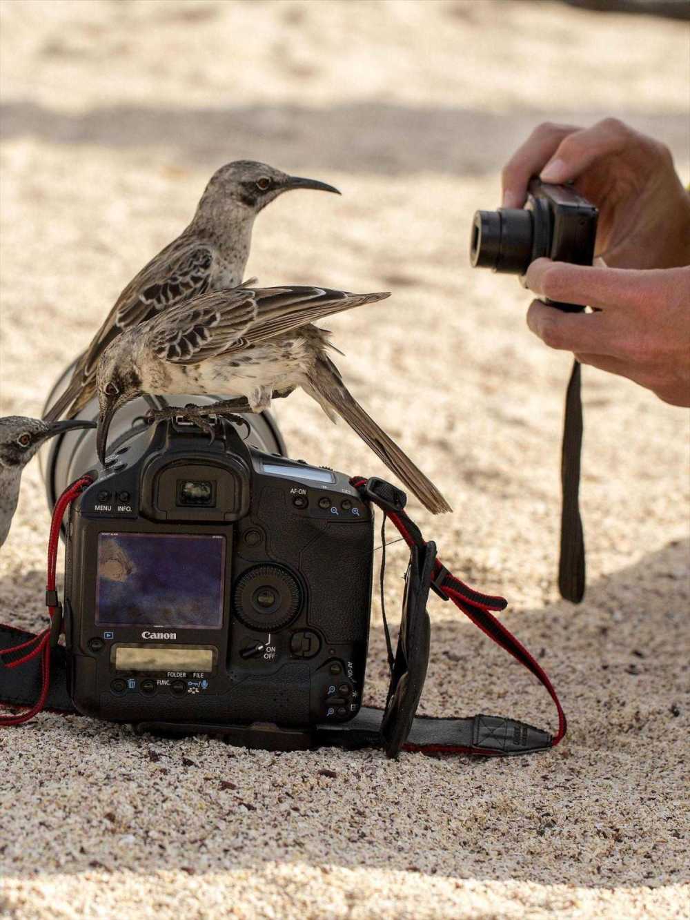 Galapagos Mocking Birds inspecting a camera