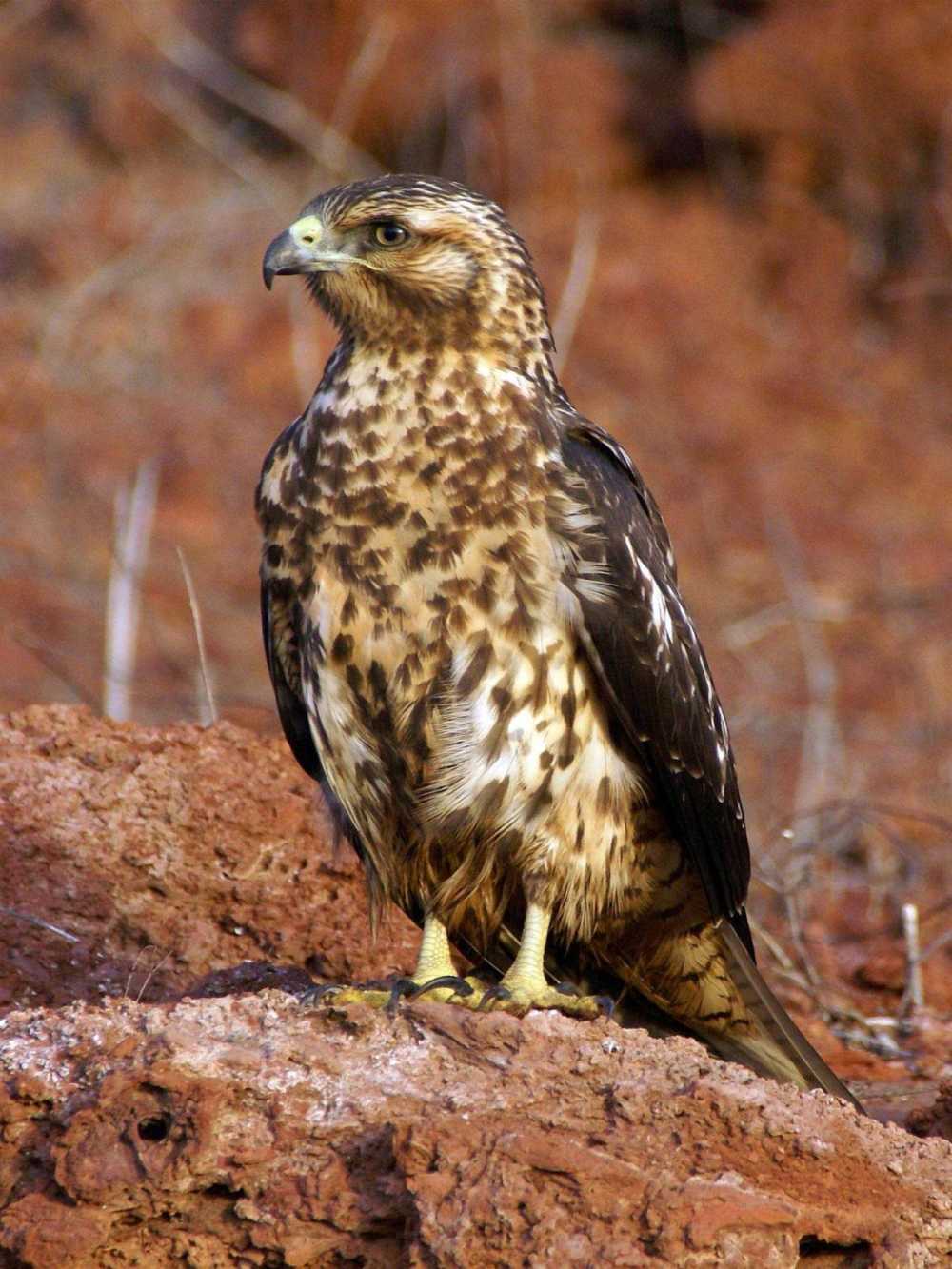 Galapagos Hawk