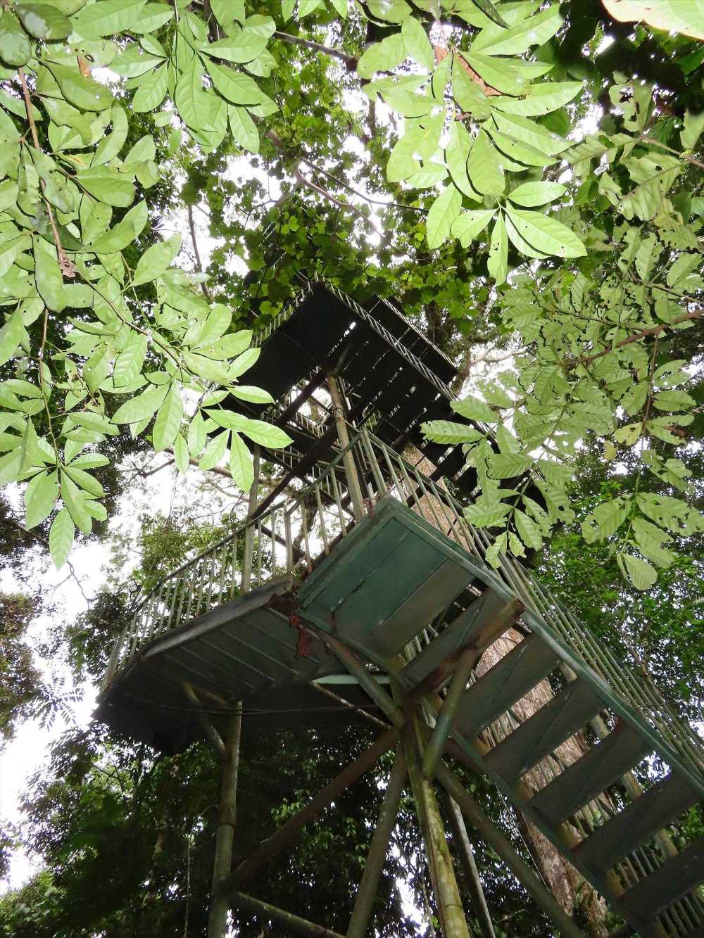 anopy tower (54m) at Napo Wildlife Center