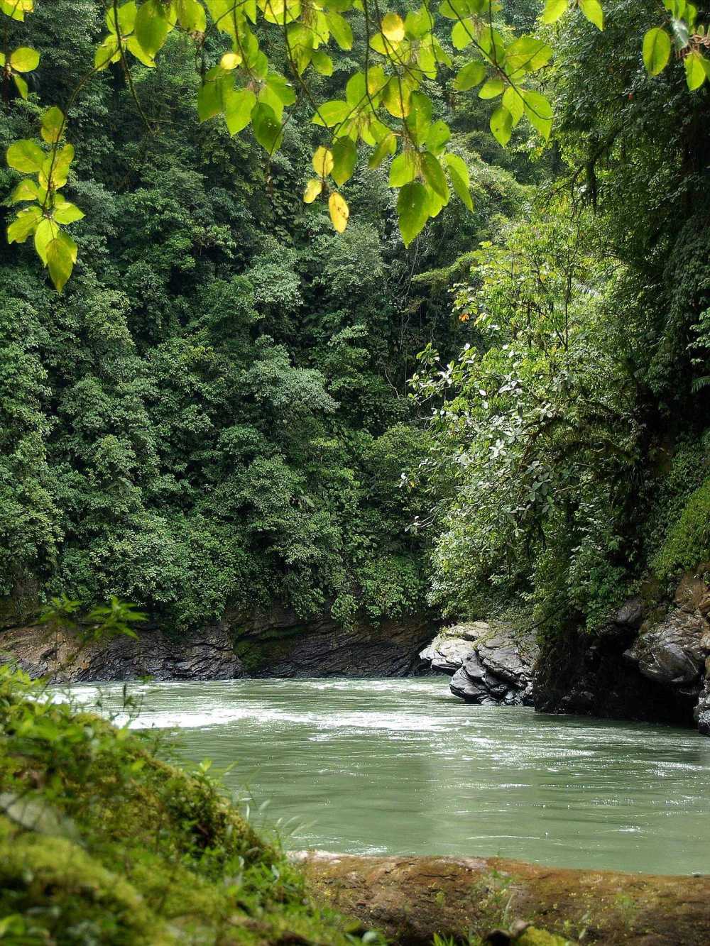 Andean cloudforest river