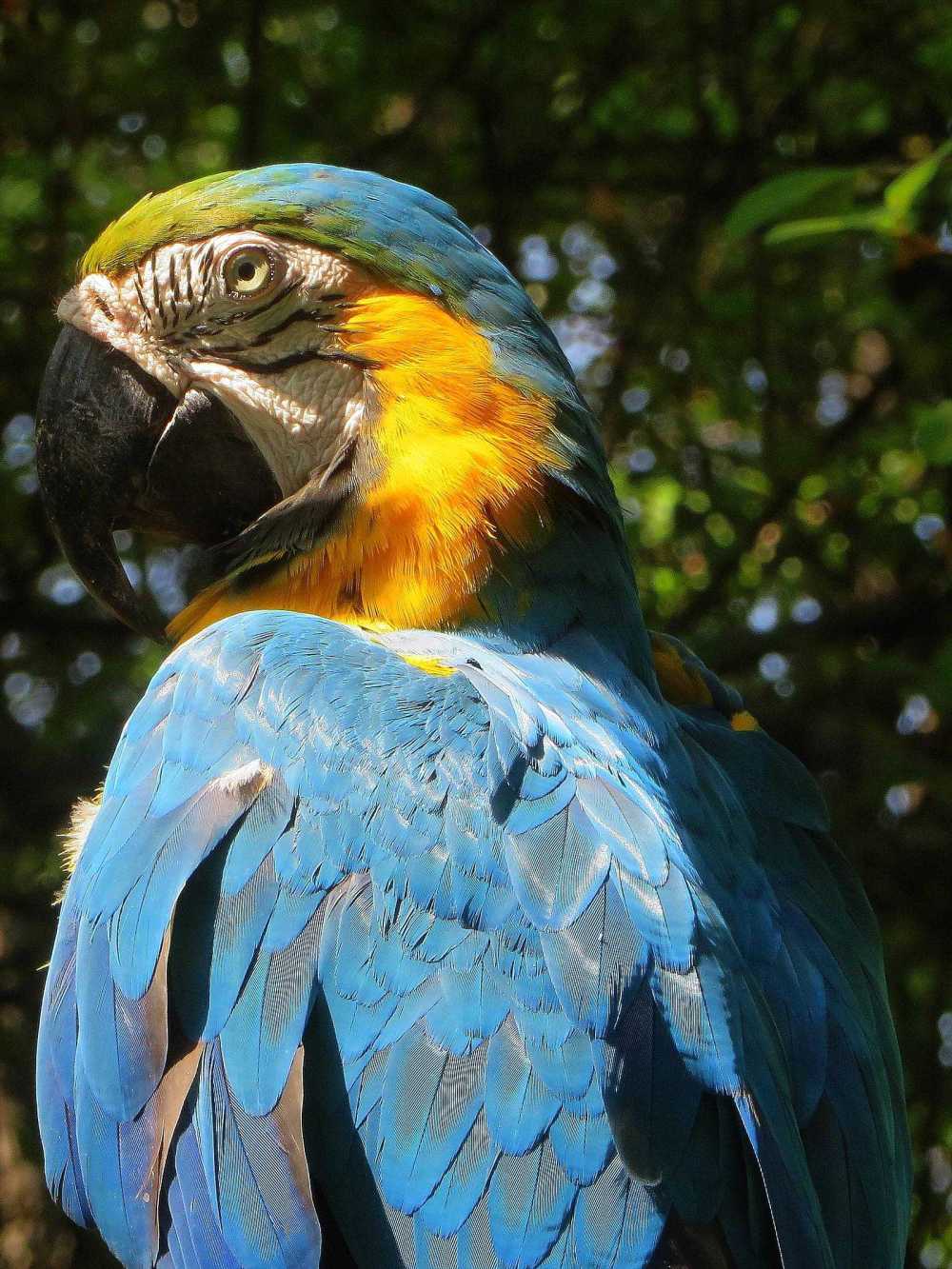 Blue an Yellow Macaw at Cuyabeno Lake