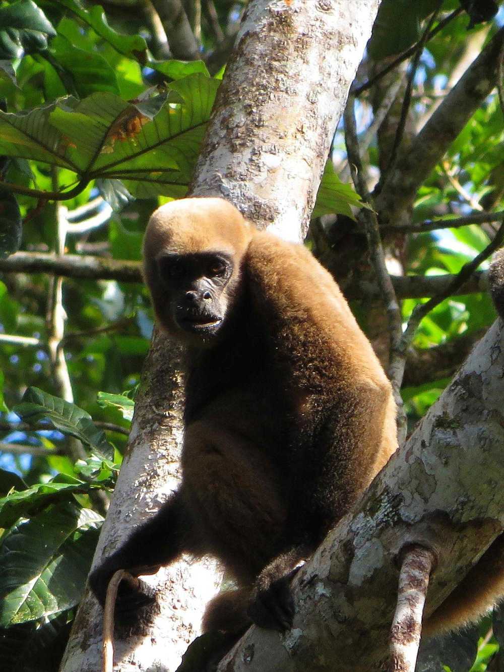 Brown Woolly Monkey in Cuyabeno