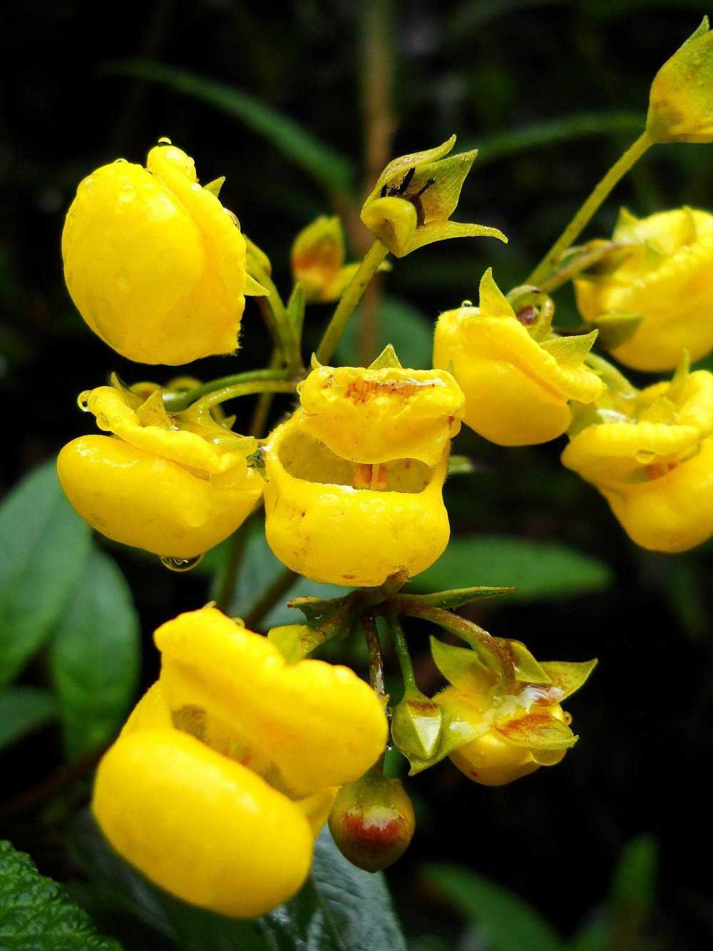 Lady Slipper flowers in El Angel National Park