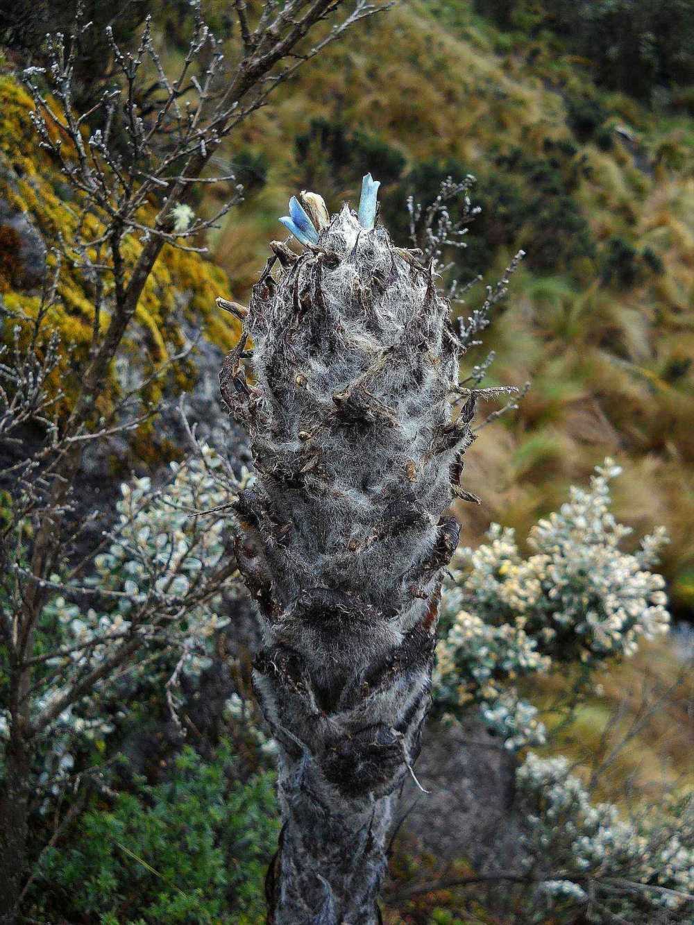 Herculas Club Bromelia in Cajas National Park