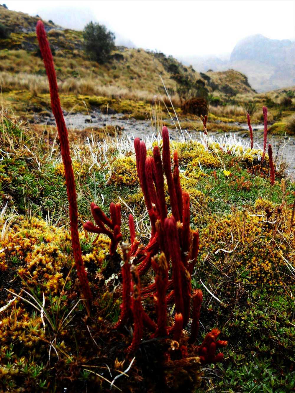 Licopodium in the paramo