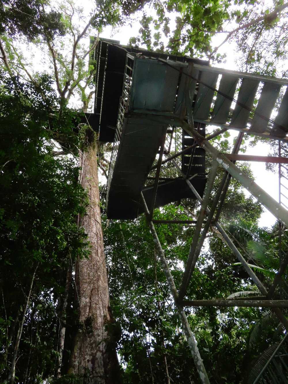 Canopy tower in the Amazon
