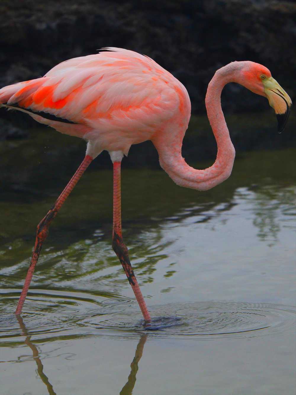 Caribbean Flamingo also occurs at the Pacific coast