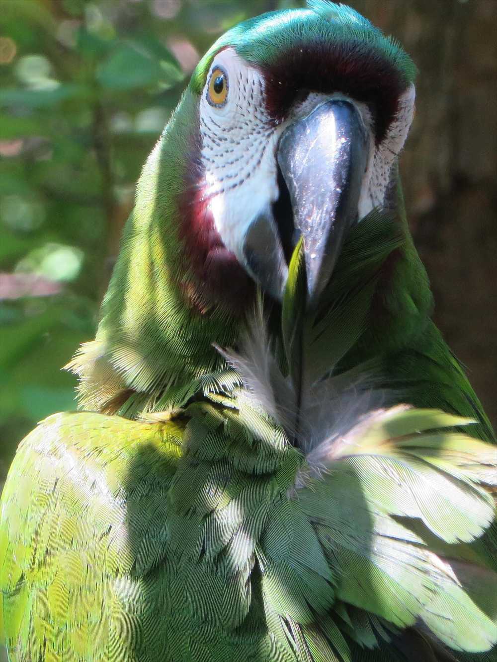 Chestnut-fronted Parrot in Machalilla National Park