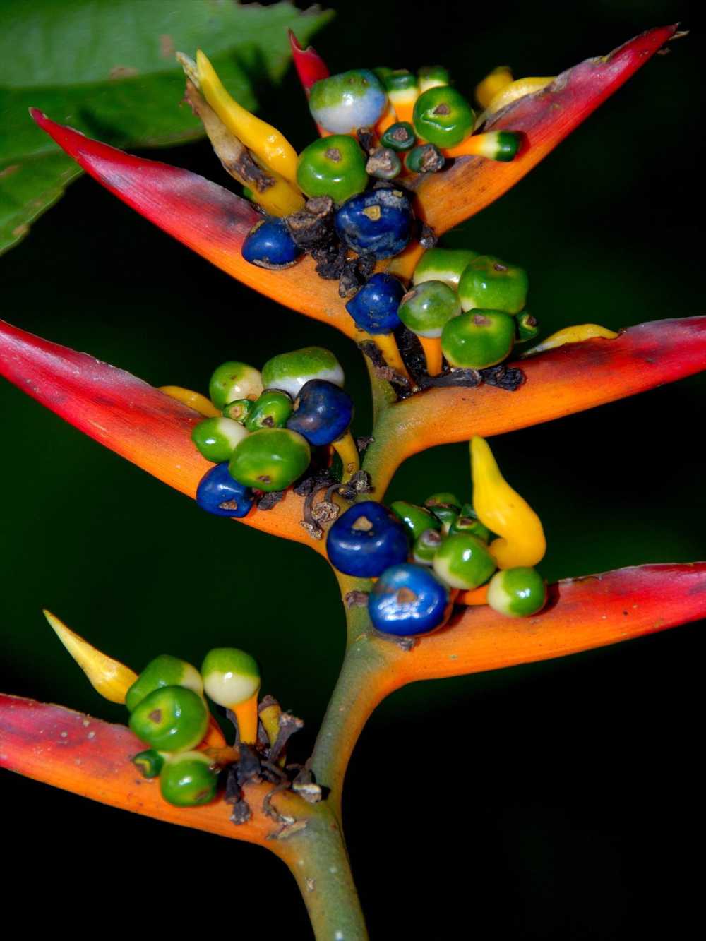 Heliconia in the Cuyabeno forest