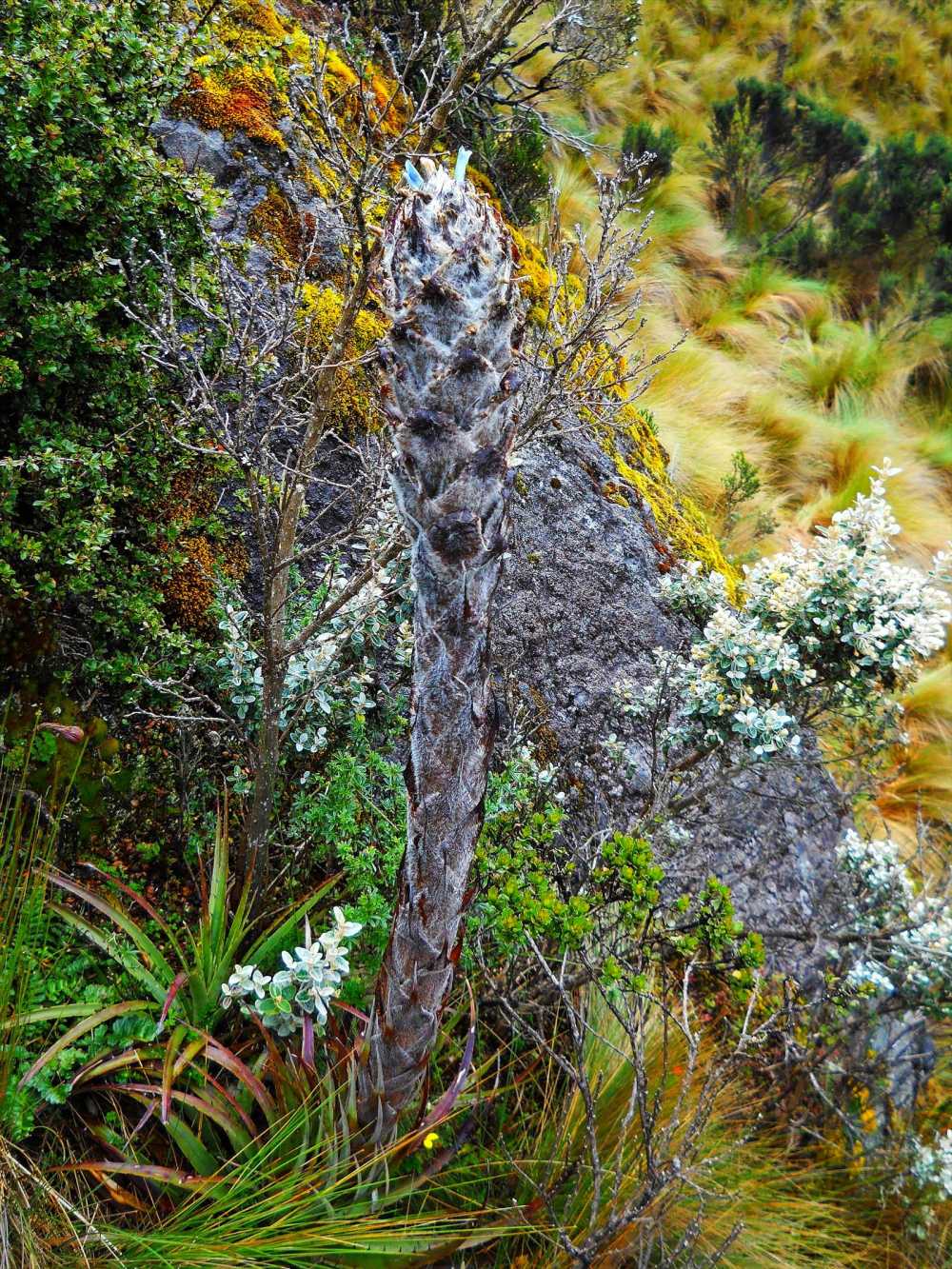 Hercules Club flowers in the paramo