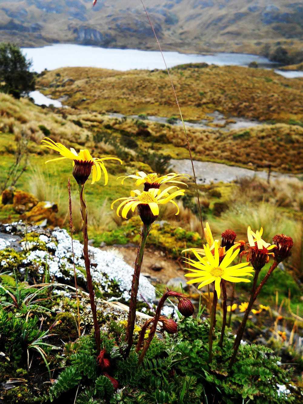 Paramo flowers