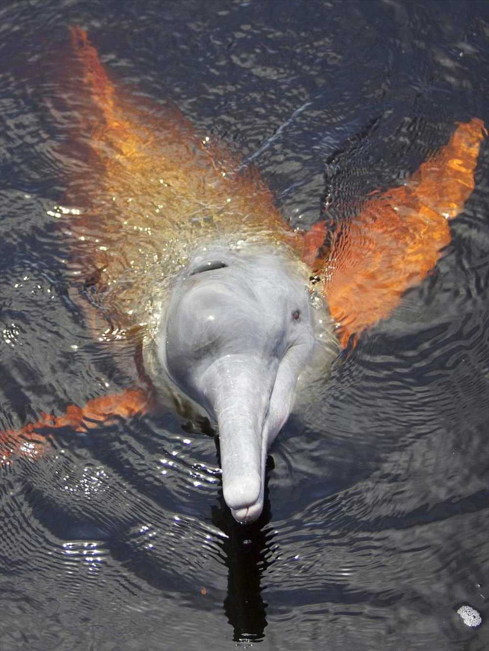 Pink Amazon Dolphin in Lake Cuyabeno