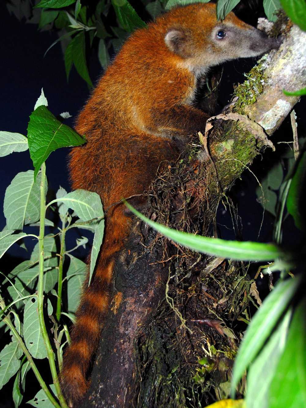 Ring-tailed Coati in the Amazon