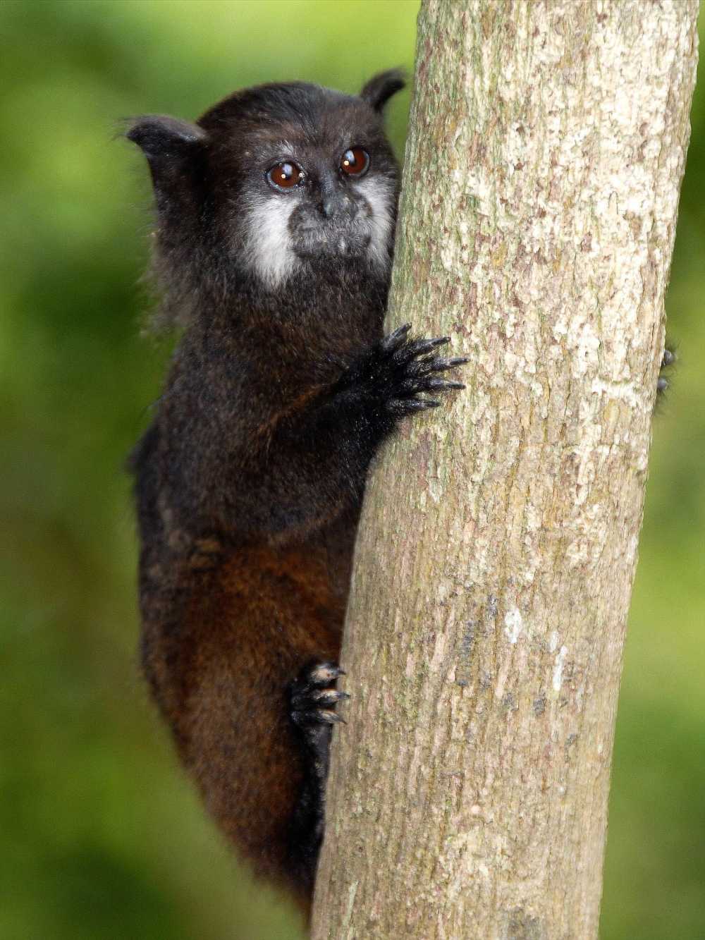 Saddle-back Tamarin in Cuyabeno