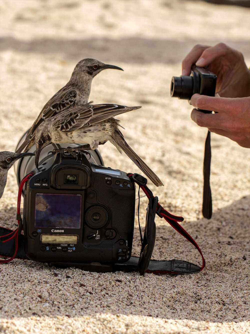 Galapagos Mocking Birds inspecting a camera