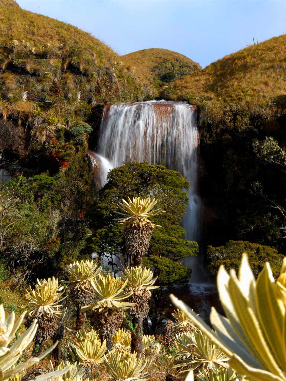 Waterfall with Frailejones flowers